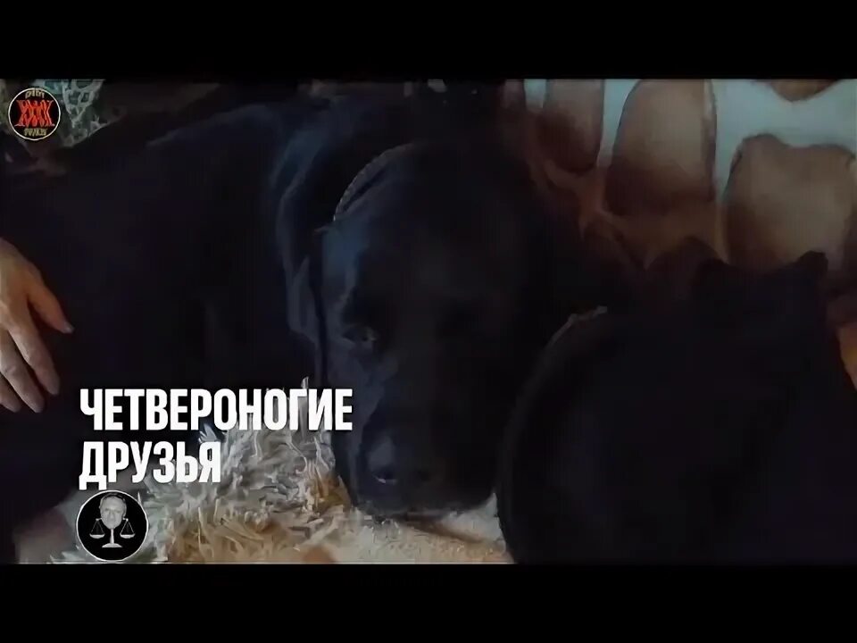 Четвероногие друзья канал. Четвероногий друзья ютуб. Четвероногий друзья ютуб. Гаяна четвероногие друзья фото. Четвероногий друзья ютуб.