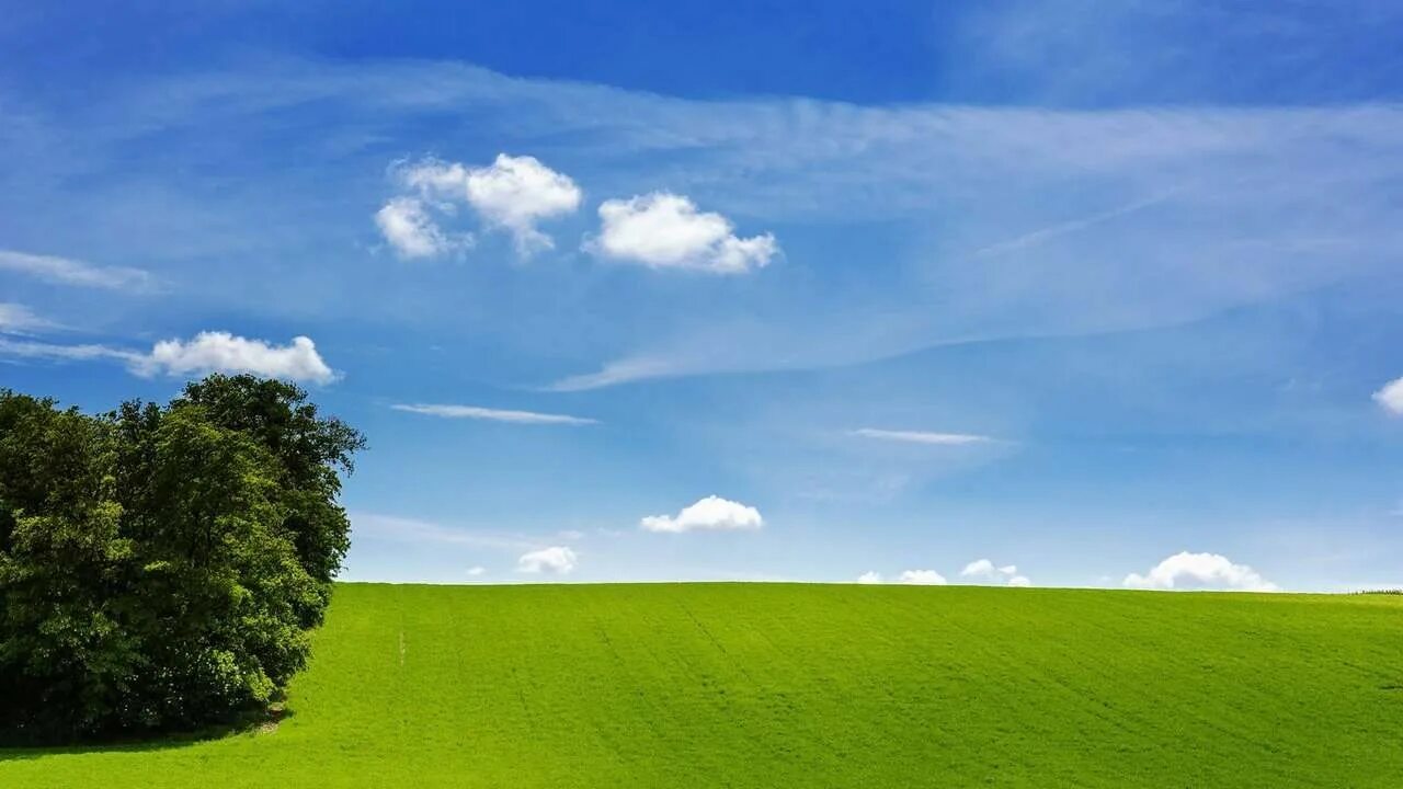Зеленый луг купить. Трава и небо. Зеленое поле. Зеленые Луга. Горизонт трава небо.
