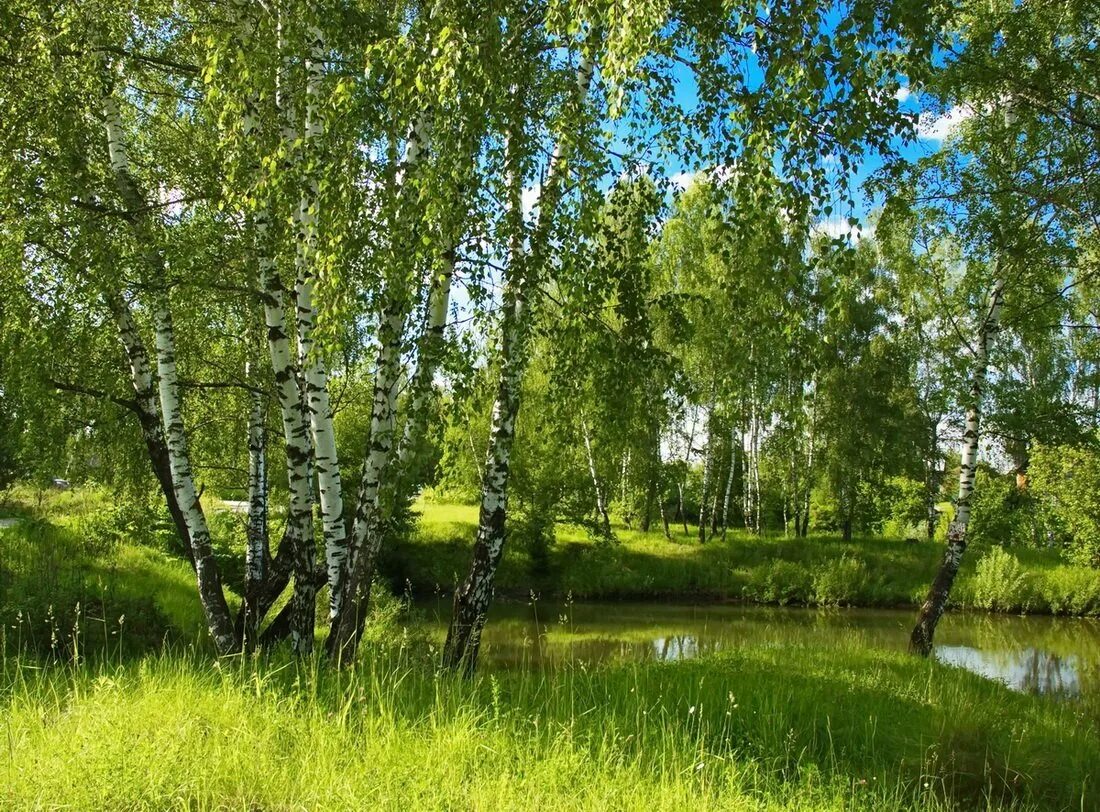 прелесть русской природы. родные просторы природа родного села. красота русской природы. природа белебеевского района. родные просторы пушгоры панорама.