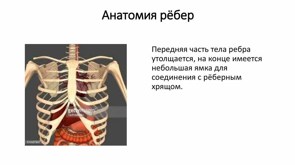 Ребра анатомия. Строение ребра. Рёбра человека строение. Ребра передняя часть.