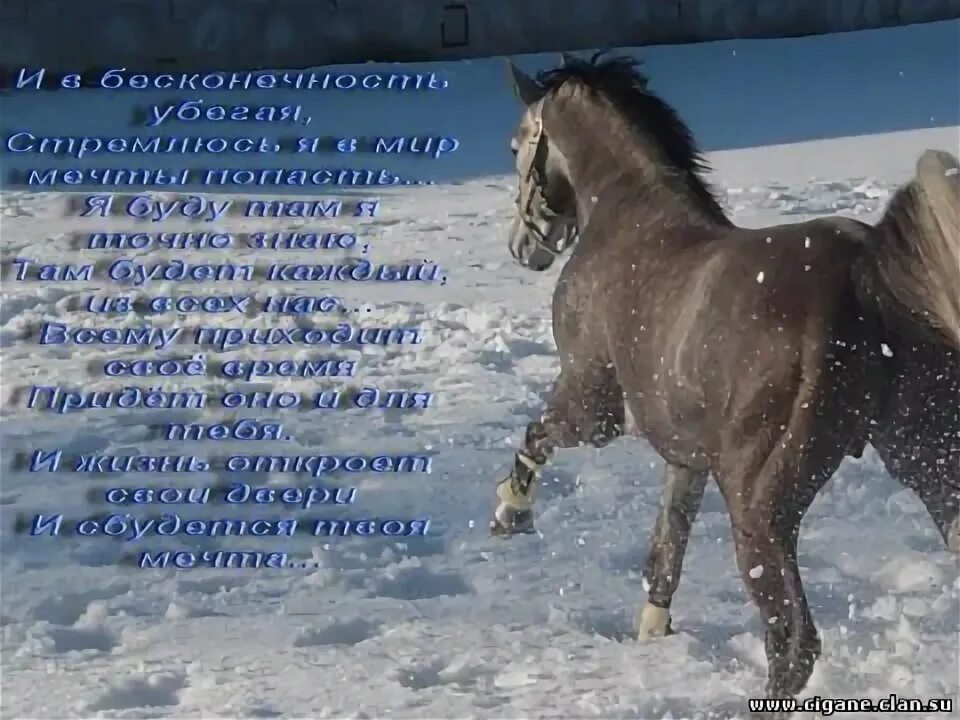 Стихи про коня красивые. Стихи а конь. Стих про коня. Стихотворение про лошадь. Стихи про коня короткие.