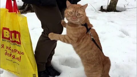 Кот 1 видео