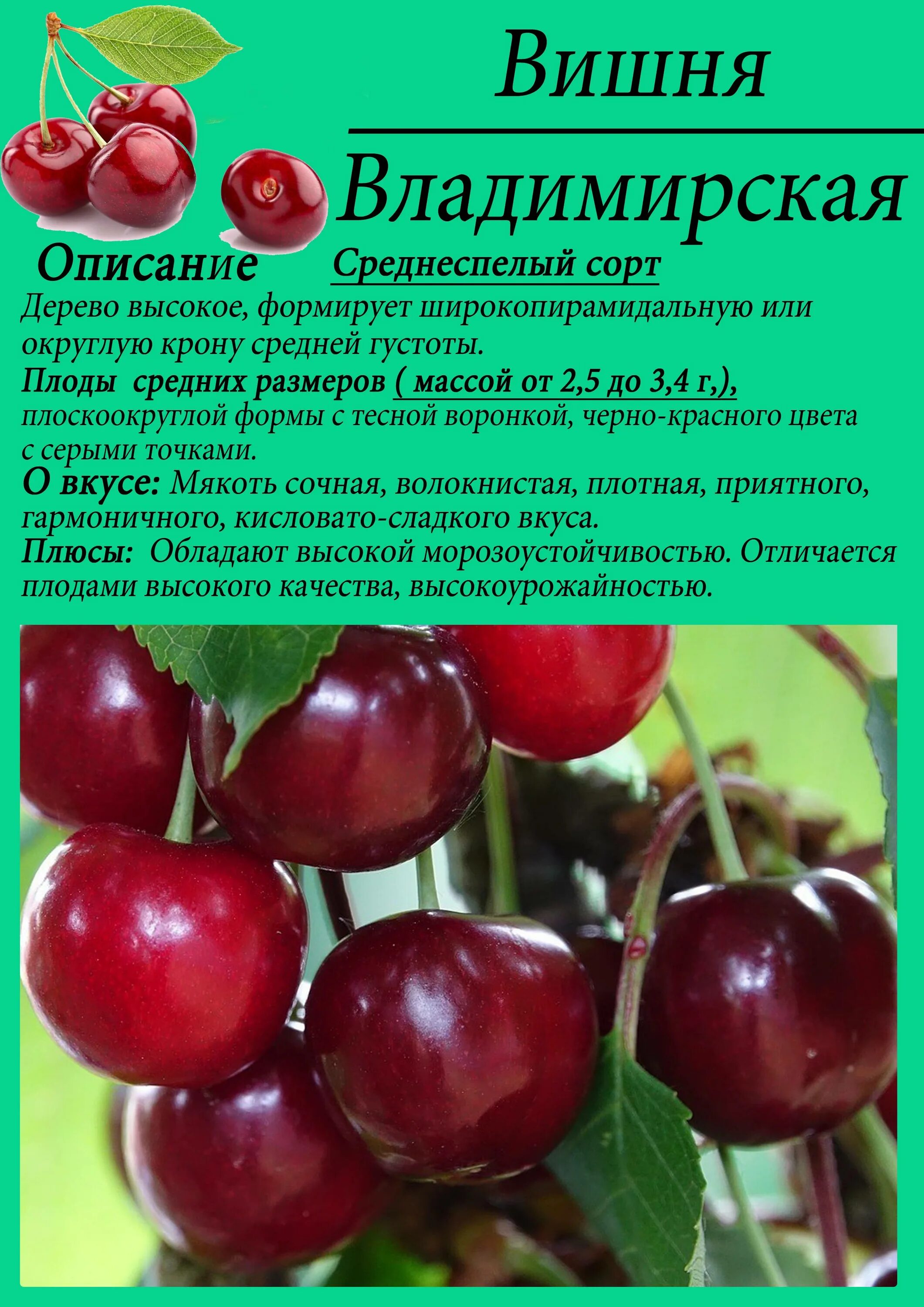 Вишня сорт Владимирская описание сорта. Сорт вишни Владимировская. Вишня сорт Любская. Вишня Любская описание сорта.