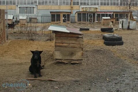 Приют череповец
