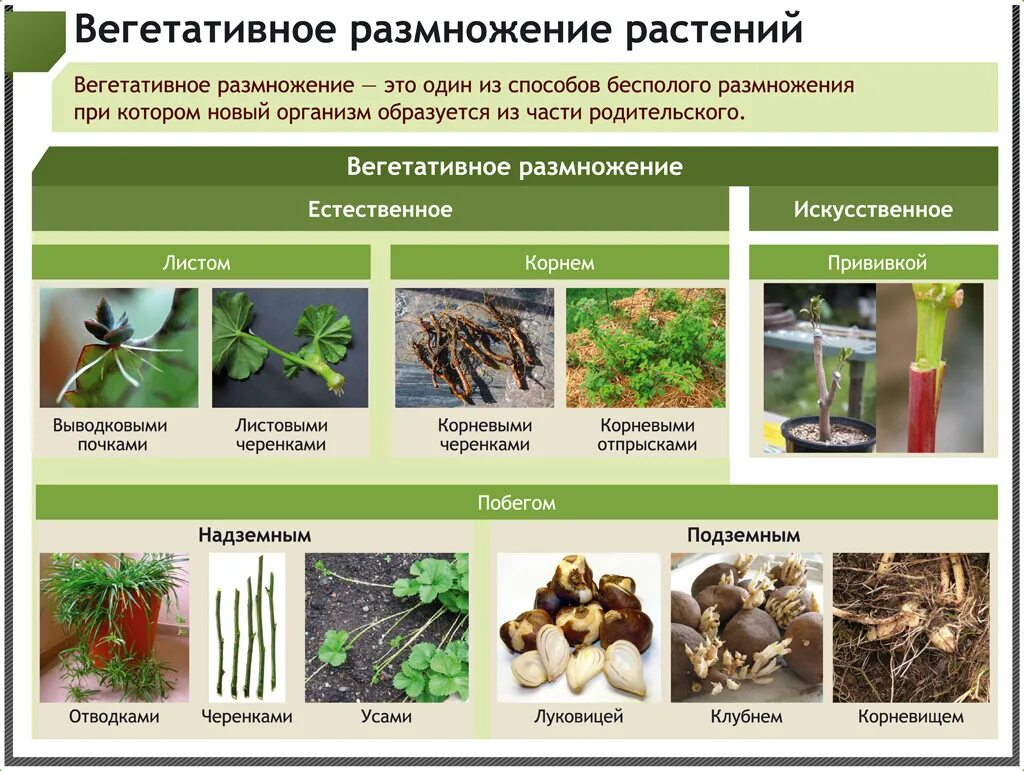 Вегетативное размножение цветковых растений рисунок. Вегетативное размножение растений покрытосеменных растений. Процесс вегетативного размножения растений. Вегетативное размножение корневыми клубнями. Какое значение вегетативного размножения