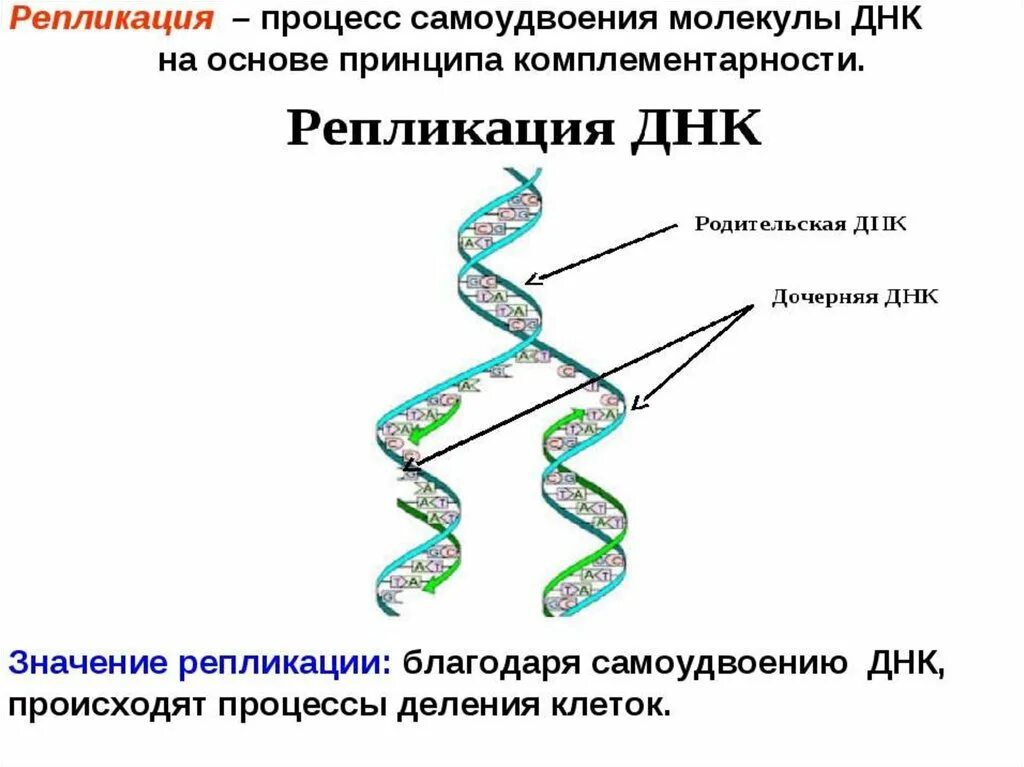 Гринплам. Процесс самоудвоения молекулы ДНК. Схема репликации молекулы ДНК. Схема процесса репликации ДНК. Репликация (редупликация, удвоение ДНК).