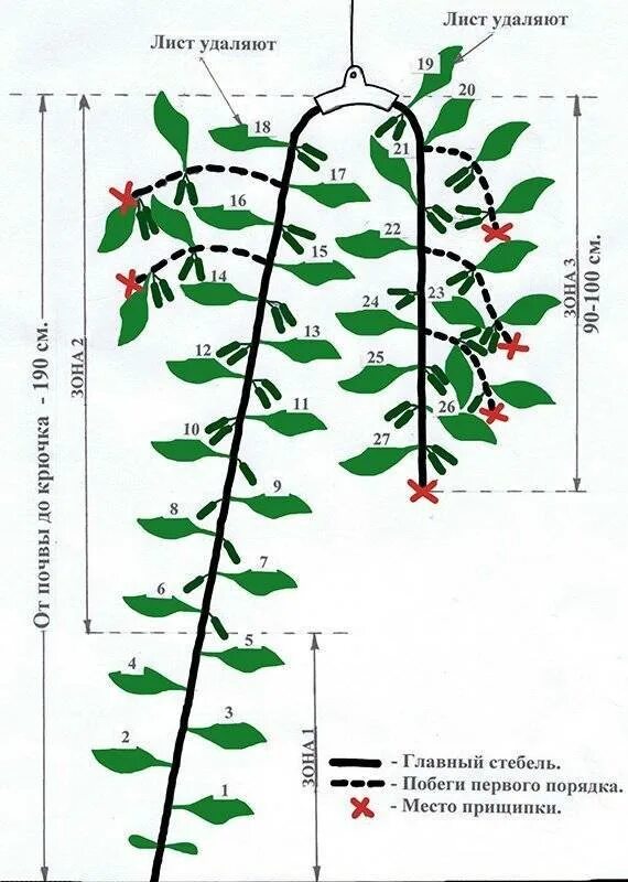 Как правильно обрезать огурцы. Формирование огурцов в теплице в один стебель схема. Формировка огурца в теплице схема. Схема формировки огурцов в теплице. Формировка огурцов f1.