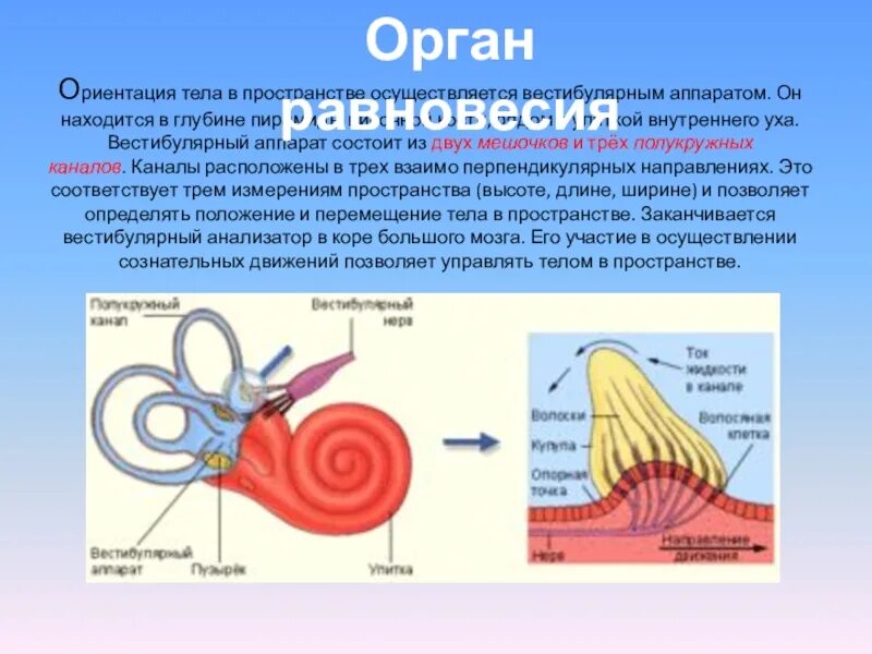 Определение тела в пространстве