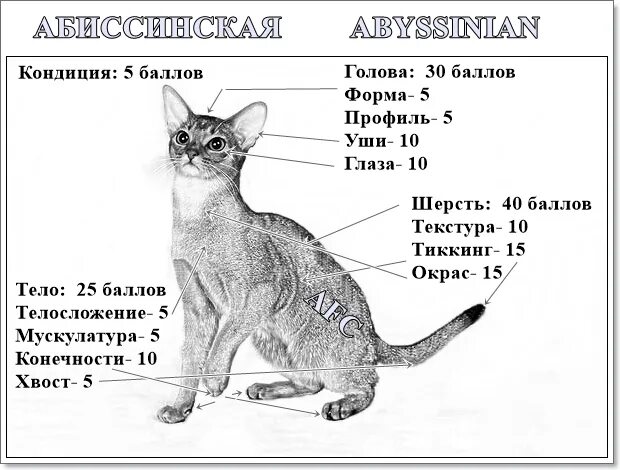 Абиссинская кошка стандарт породы. Вес абиссинского кота. Абиссинская кошка Размеры. Вес взрослого абиссинского кота. Рассмотрите фотографию кошки породы абиссинская и выполните