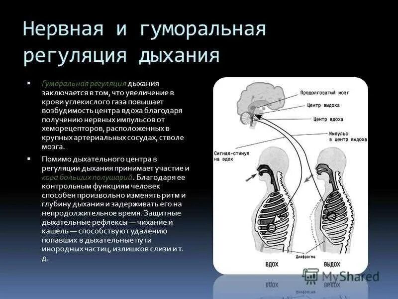 Нервные механизмы регуляции дыхания. Нервно-гуморальный механизм регуляции дыхания. Как осуществляется гуморальная регуляция дыхания. . Дыхательный центр. Нервно-гуморальная регуляция дыхания.. Между вдохом и выдохом текст