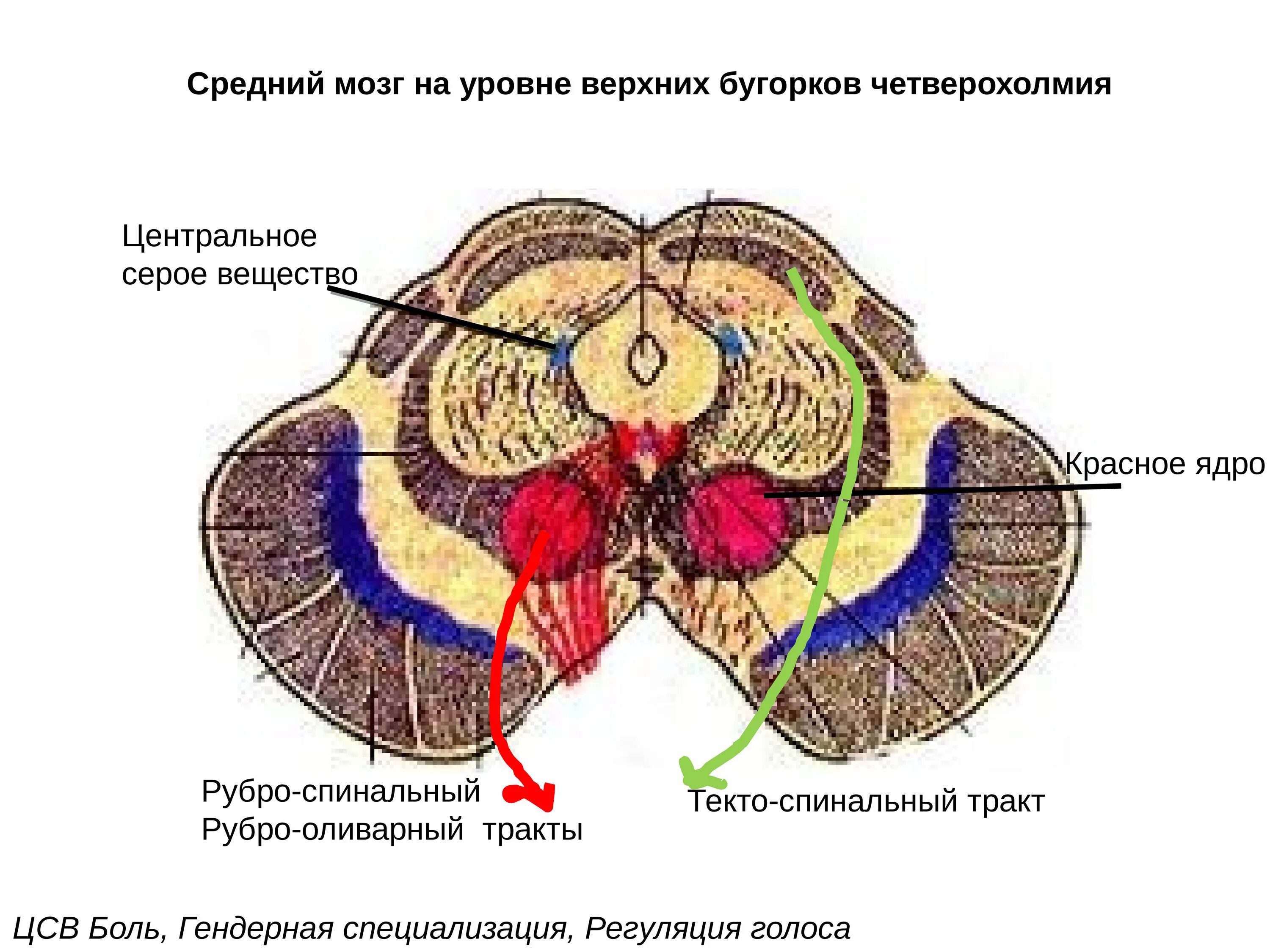 Срез среднего мозга с ядрами. Средний мозг срез строение. Строение среднего мозга анатомия. Средний мозг анатомия внутреннее строение.