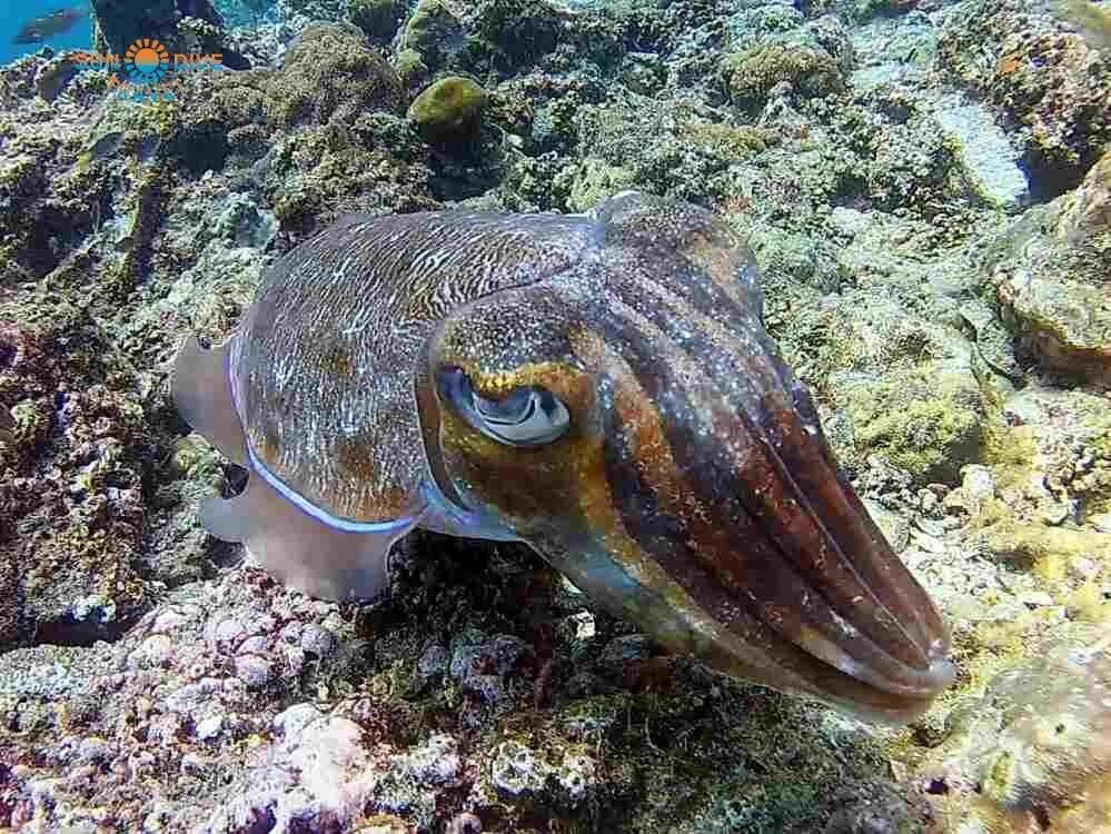 Головоногие моллюски каракатица. Морские головоногие моллюски. Морской монах каракатица. Головоногие каракатицы. Черноморские каракатицы.