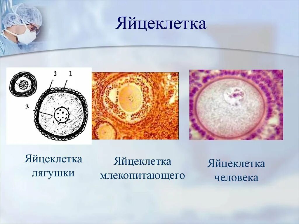 Появление яйцевых оболочек. Строение яйцеклетки оболочки. Строение икринки яйцеклетки лягушки. Строение яйцеклетки амфибии. Схема строения яйцеклетка лягушки.