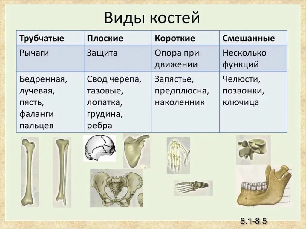 К какому типу костей относится. Типы кости 8 класс. кости скелета и типы костей. трубчатые кости скелета. .виды костей и их строение. скелет.