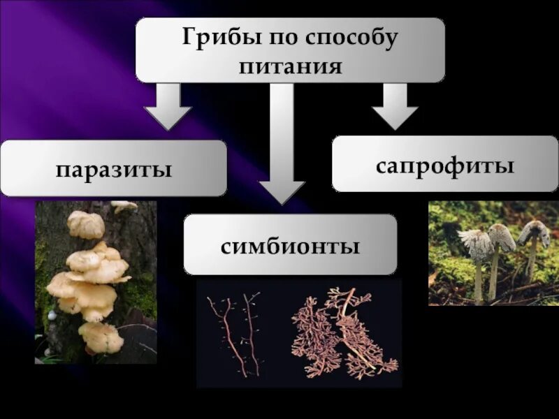 Симбионтом человека является. Паразиты сапрофиты и симбионты. Сапрофиты и симбионты грибы. Грибы сапрофиты паразиты симбионты. Грибы сапротрофы паразиты хищники симбионты.