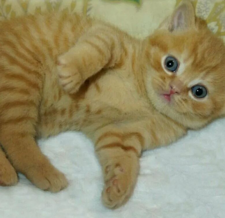 До какого возраста коты котята. Рыжий британский кот прямоухий. шотландские котята рыжие прямоухие. шотландские прямоухие котята рыжие 2 месяца. скоттиш страйт рыжий.