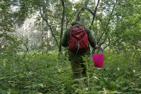 Грибник заблудился в лесу
