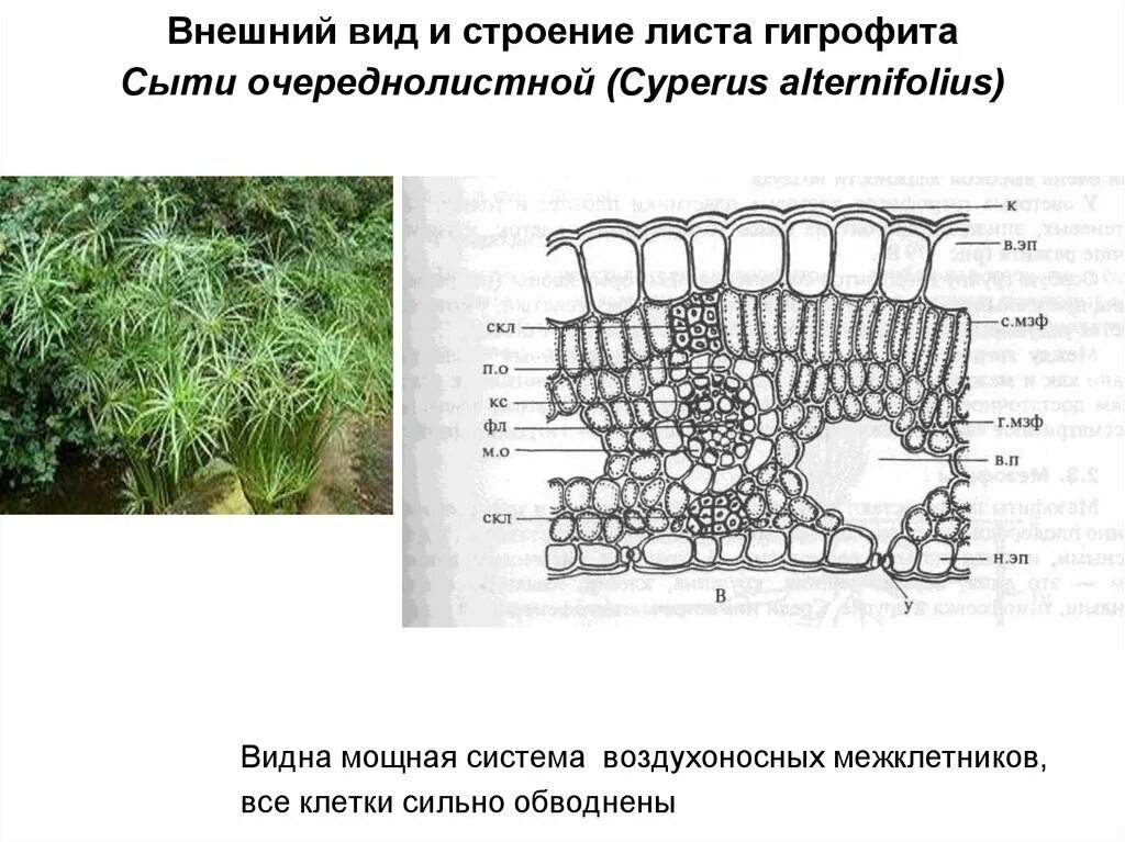Анатомическое строение растении. Гигрофиты строение листа. поперечный срез листа мезофита. строение листовой пластинки ксерофитов. поперечный срез листа гигрофит.
