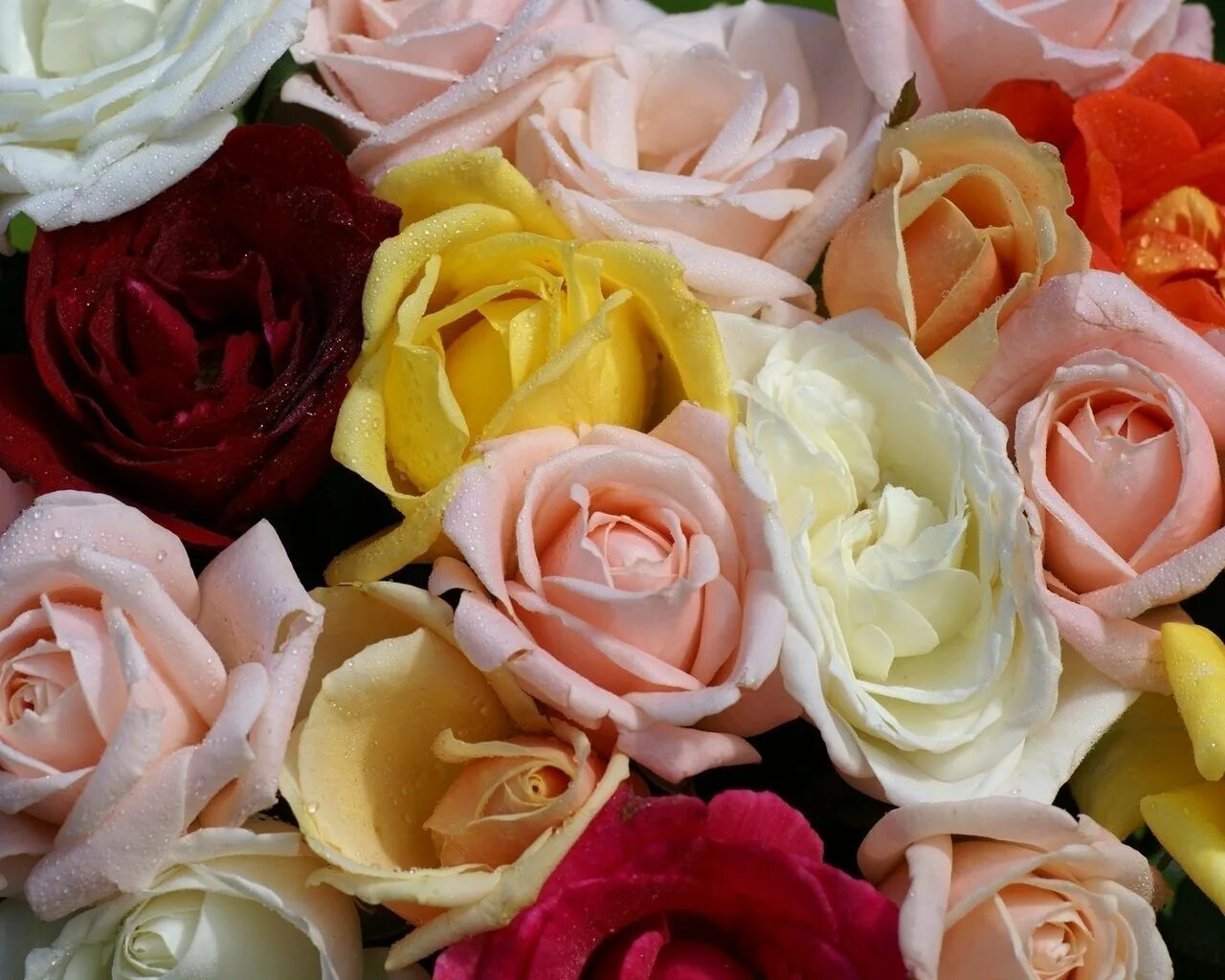 Картинки разное. Красивые цветы розы. Шикарные цветы. Разноцветные розы.