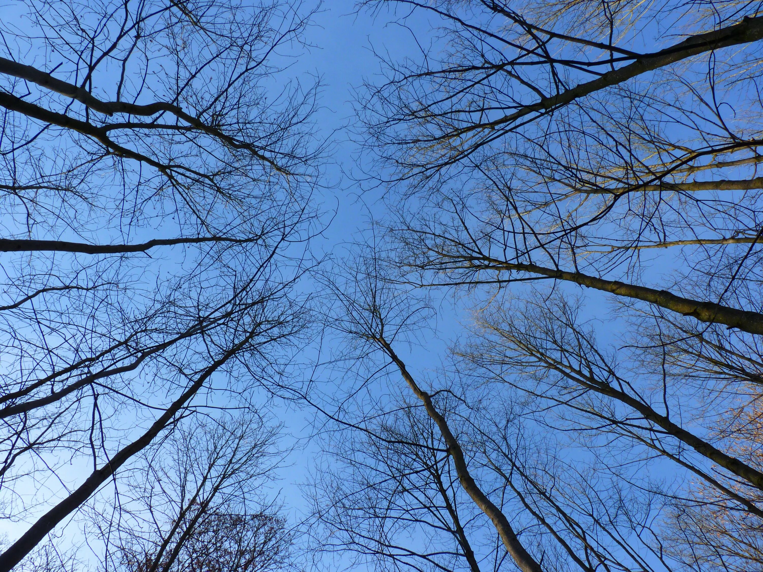 Кроны зимних деревьев. Кроны деревьев зимой. Зимние деревья. Ветвистое дерево. Кроны зимних деревьев.