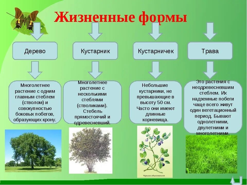 Некультурные растения - CoffeePapa.ru
