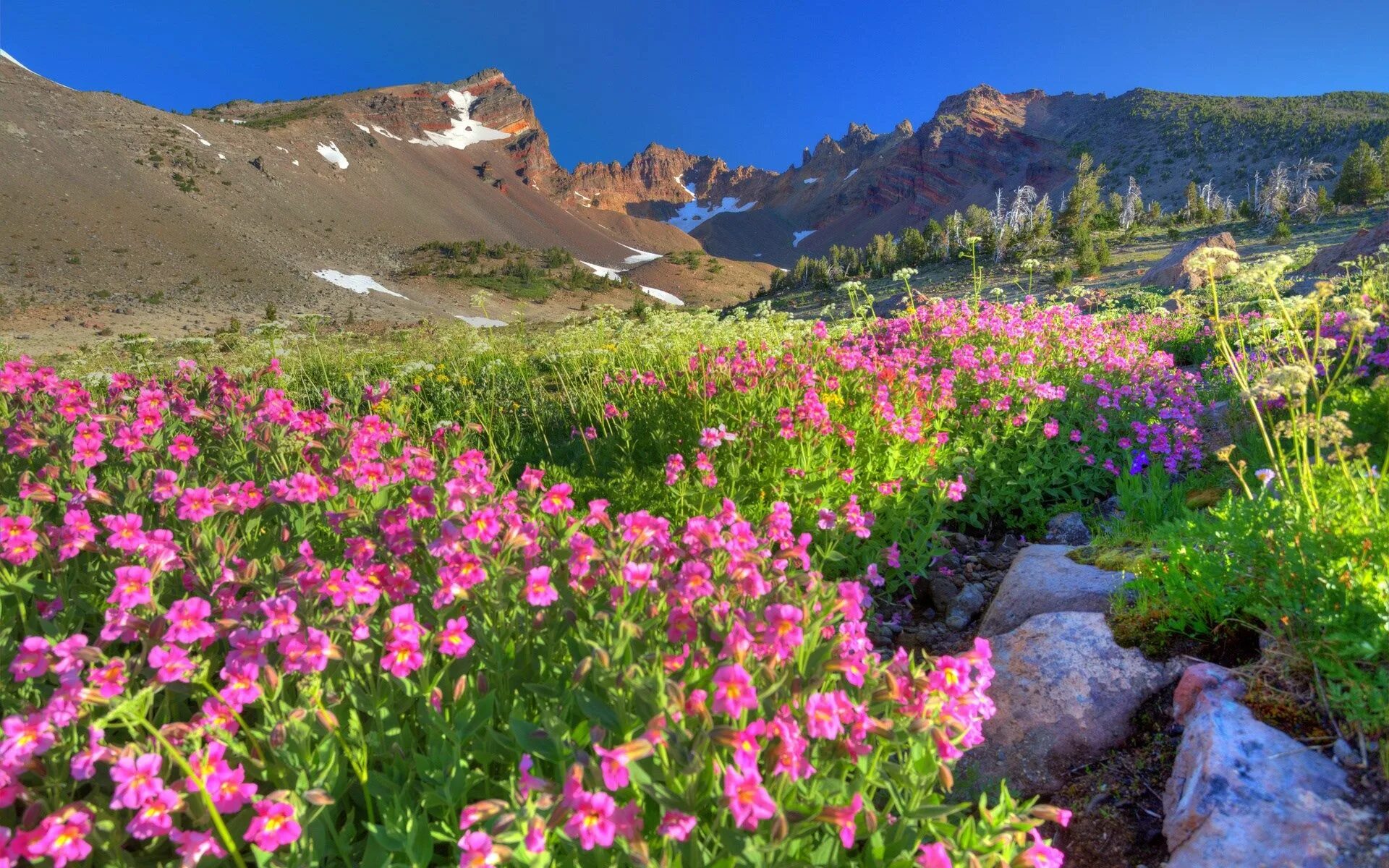 Flowers valley. Горный Алтай Альпийские Луга. Цветущие Альпийские Луга Алтая. Цветущая Долина горный Алтай. Альпийские Луга Андорра.