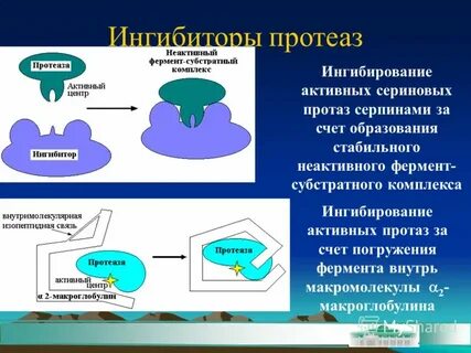 Ингибиторы протеаз