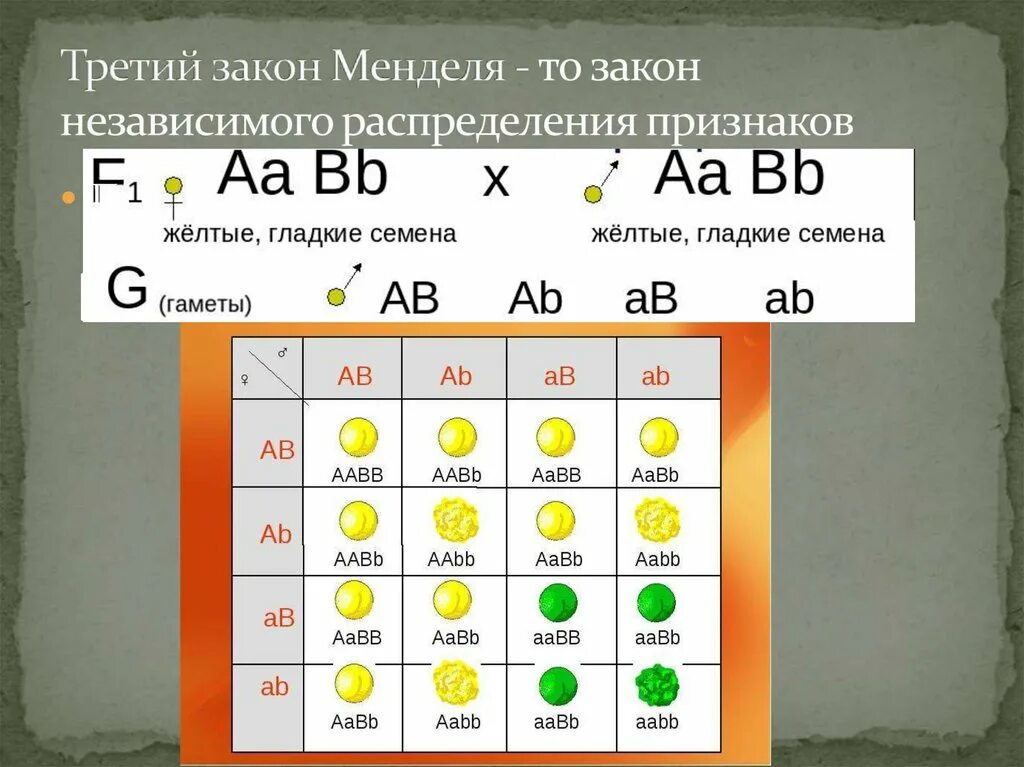 3 Закон Менделя. Закон мендаля 3 Менделя. Таблица третьего закона Менделя. Законы Менделя схема. Чистая линия закон менделя