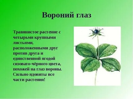 Листорасположение белены