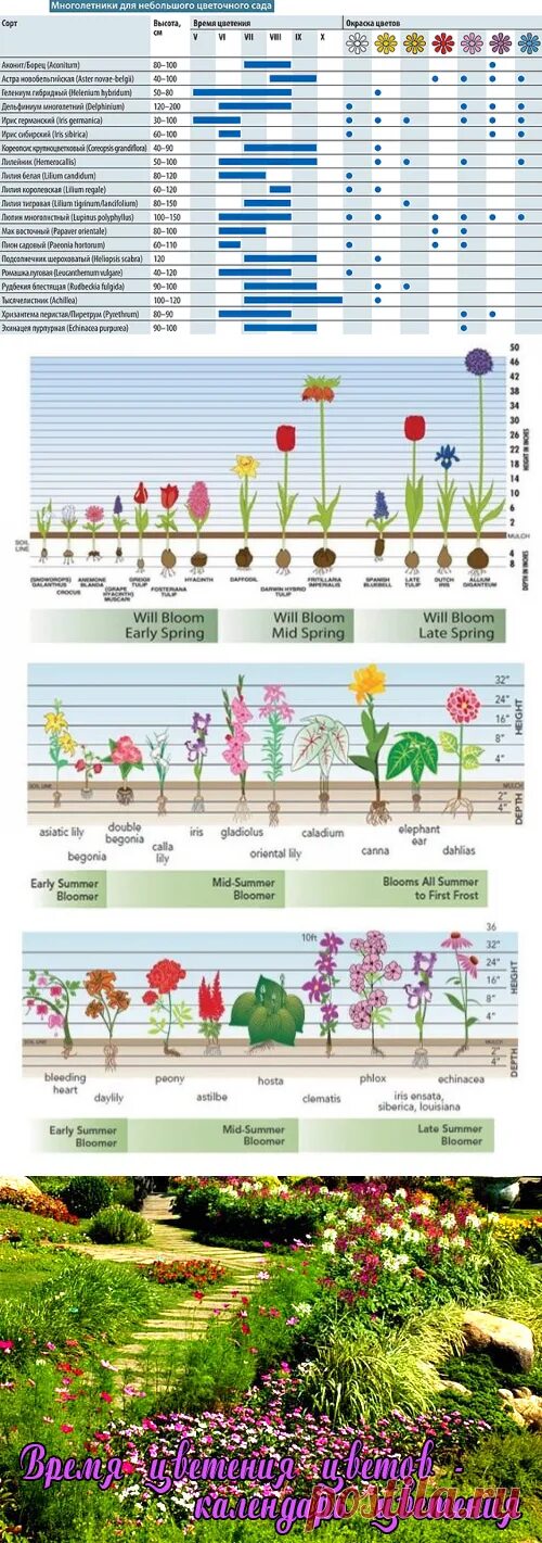 Зацвела какое время. Сроки цветения многолетников. Календарь цветения многолетников. Календарь цветения многолетних растений. Календарь цветения луковичных.