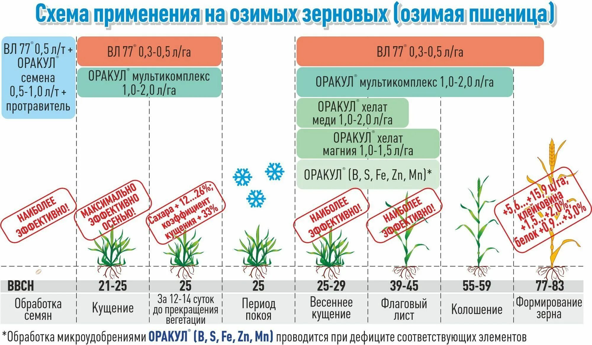 Температура вегетации. Фазы вегетации озимой пшеницы. Стадии вегетации озимой пшеницы. Схема вегетации озимой пшеницы. Коэффициент кущения озимой пшеницы.