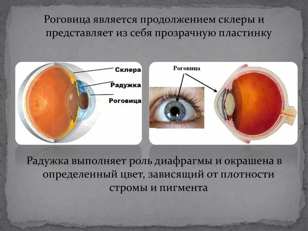 Патология Рогов цы скдеры. Роговица характеристика