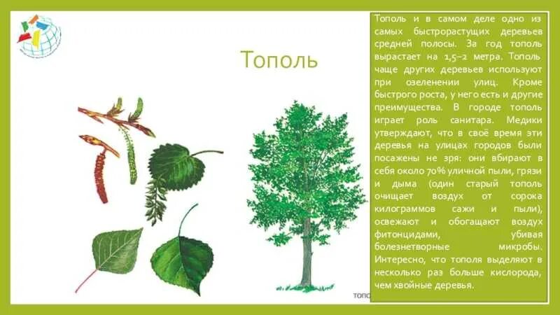 Тополь гербарий. Тополь Сибирский дерево. Строение дерева Тополь. Тополь множественное