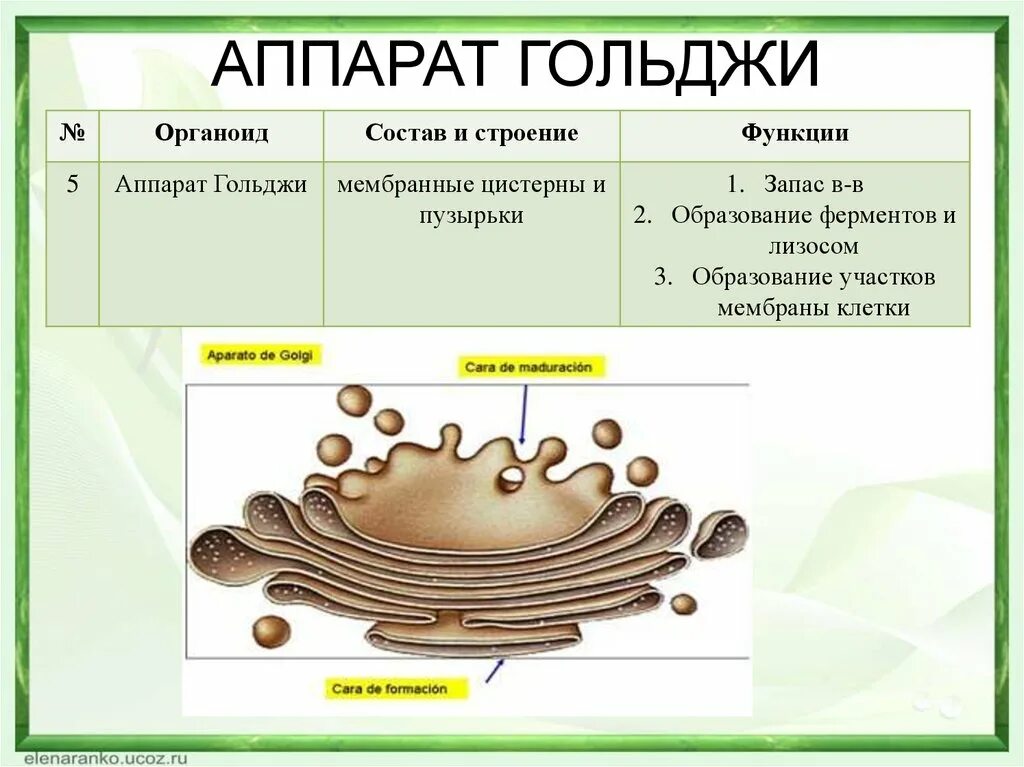 Аппарат Гольджи функции органоида. Комплекс аппарат Гольджи строение и функции. Опишите строение и функции аппарата Гольджи. Объект лизосома центриоль процесс внутриклеточное пищеварение