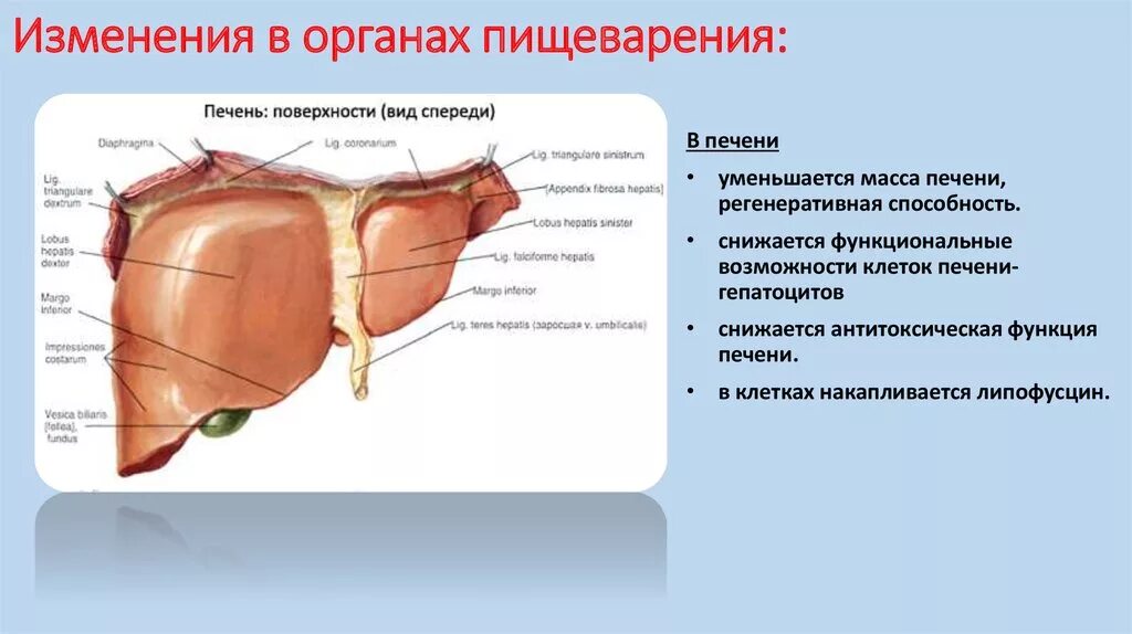 Изменение клеток печени. Антитоксическая функция печени. Печень изменения пищи происходящие в органе. Изменения в органах пищеварения. Возрастные изменения печени.