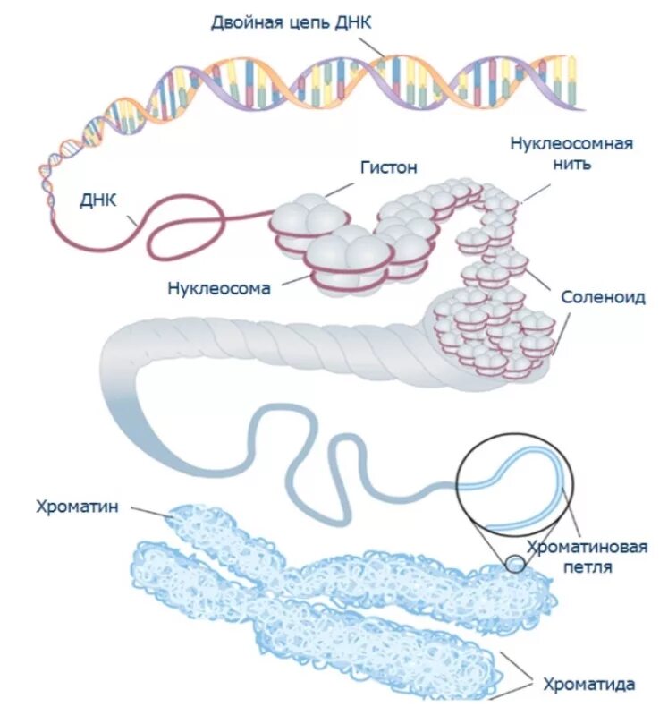 Уровни компактизации ДНК белки гистоны. Упаковка молекулы ДНК уровни. Спирализация молекулы ДНК. Хроматин схема.