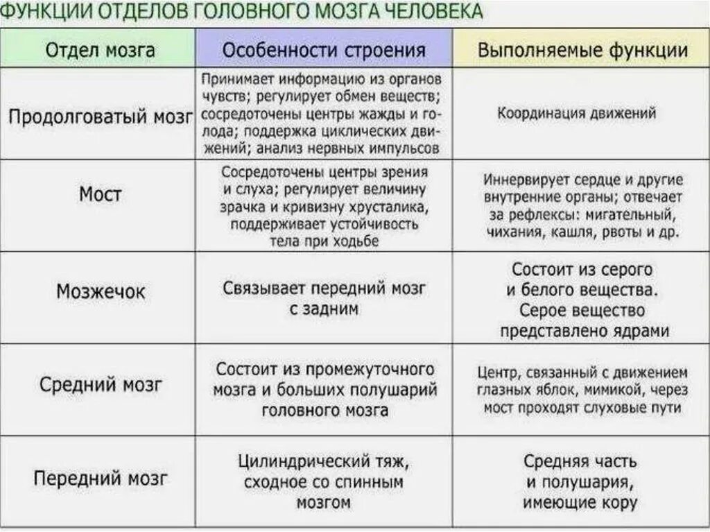 Отделы головного мозга и их функции. Строение и функции отделов головного мозга таблица. Отдел головного мозга особенности строения функции таблица. Отделы головного мозга структура и функции таблица. Таблица по отделам головного мозга строение и функции.