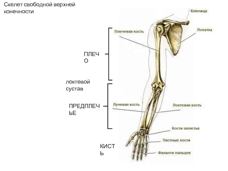 Скелет верхней конечности свободная конечность. Строение костей свободной верхней конечности. Кости предплечья анатомия человека. Кости верхней конечности анатомия.