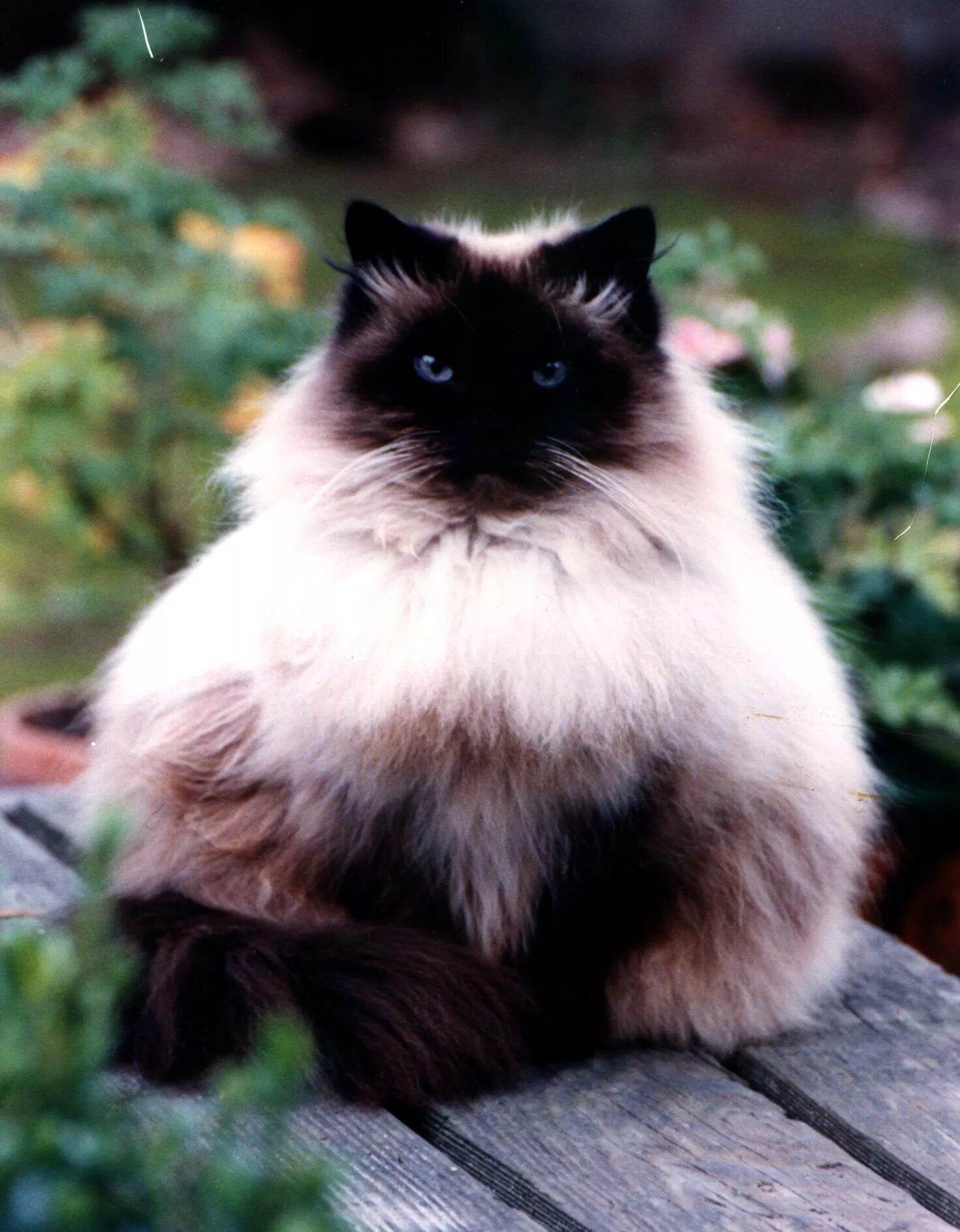 Гималайский колор-Пойнт кошка. Порода Рэгдолл. Персидская гималайская колор Пойнт. Рэгдолл черный. Персидско сиамская кошка