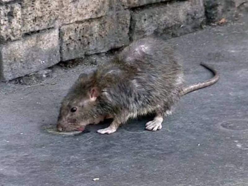 серая большая крыса пасюк. крыса уличная. крыса уличная. крыса помойная большая. мышь уличная.