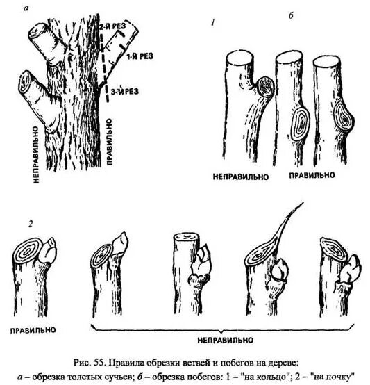Правильный срез веток на яблоне. Обрезка сучьев и ветвей. Схема подрезки плодовых деревьев. Как правильно сучья. Как правильно сучья.