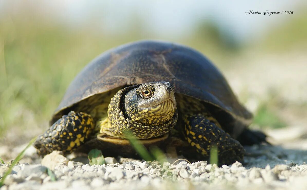 Болотная черепаха развитие. Европейская Болотная черепаха. Европейская Болотная черепаха (Emys orbicularis). Пресмыкающиеся Болотная черепаха. Пресноводные болотные черепахи.