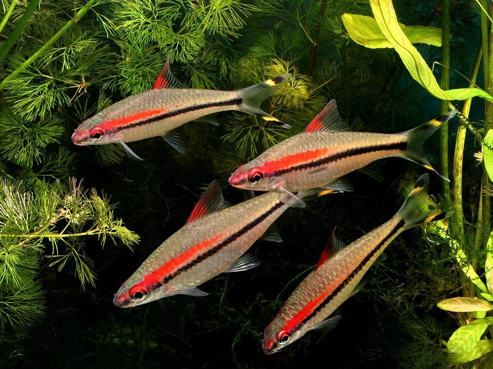 тетра пристелла. меланотения неоновая рыбка. гуппи эндлера. тетра неон. разбора кинопятнистая рыбка.