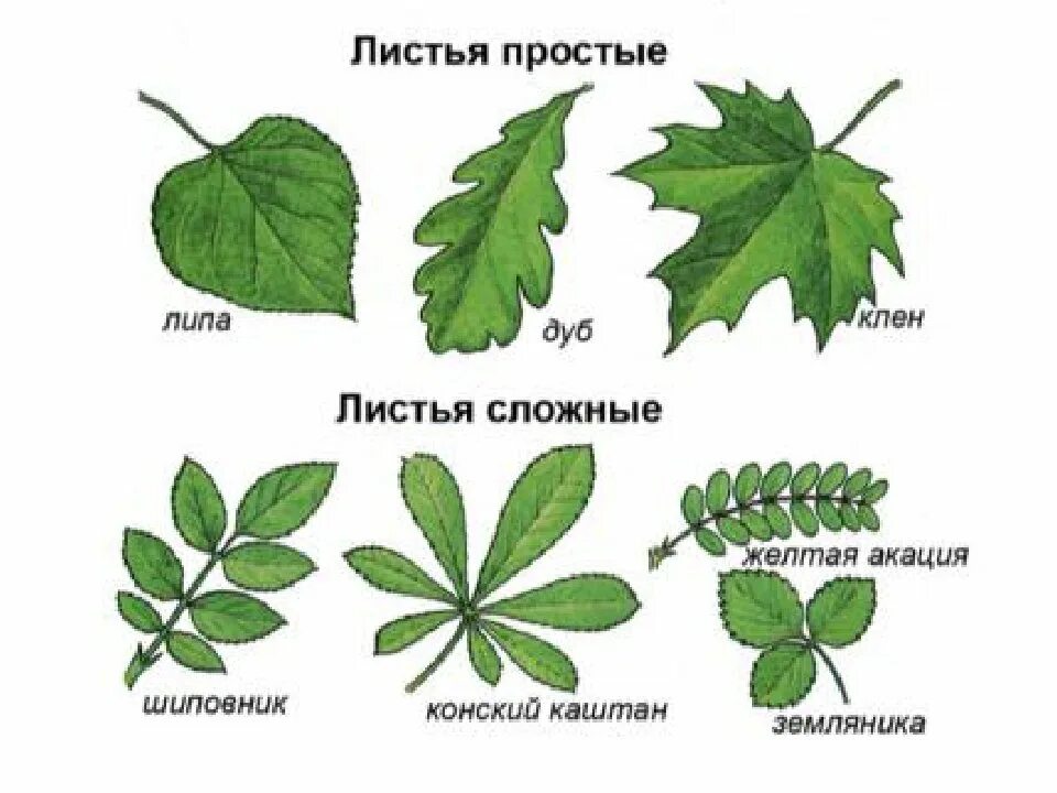 Простые листья могут быть. Сложные листья. Простые листья. Названия сложных листьев. Растения с простыми листьями.