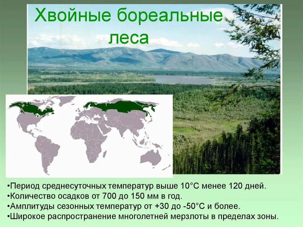 Климат зон хвойных лесов. Бореальные леса Северной Америки. Бореальные хвойные леса. Бореальные леса на карте. Хвойные леса географическое расположение.