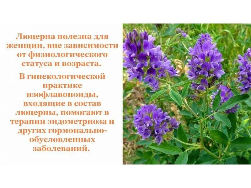 Люцерна посевная (alfalfa):. Люцерна группа растений. Люцерна сообщение 3 класс. Люцерна характеристика растения. Люцерна бобовые.