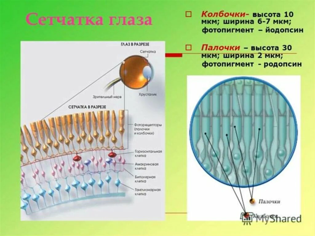 Цветное изображение обеспечивают