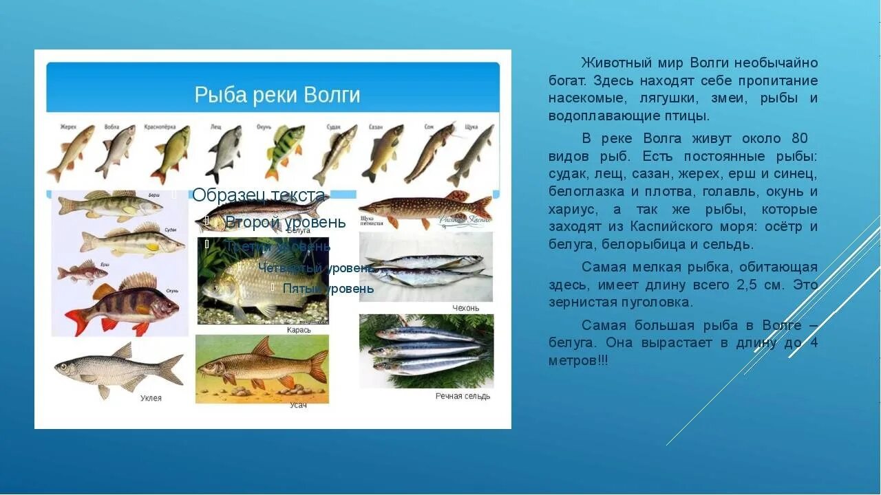 Какие рыбы река волга. Виды рыб в Волге. Пресноводные рыбы Волги. Какие виды рыб обитают в Волге. Рыба на Волге названия.