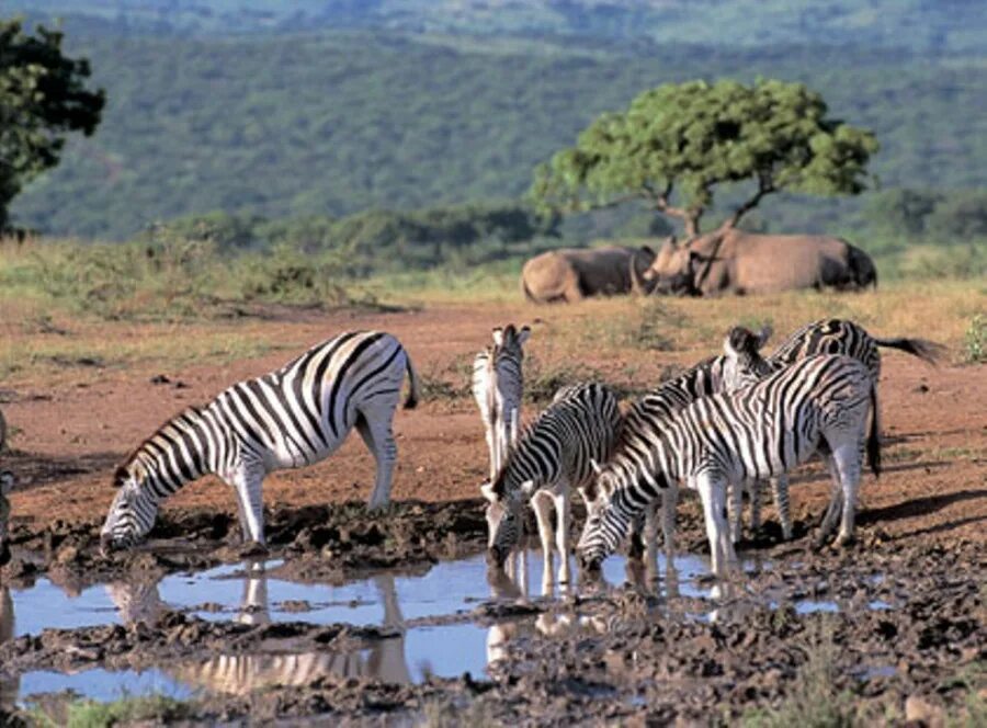 Африки животный география. Африканские животные. Животный мир ЮАР. Животные африканского континента. Мир животных Африка.