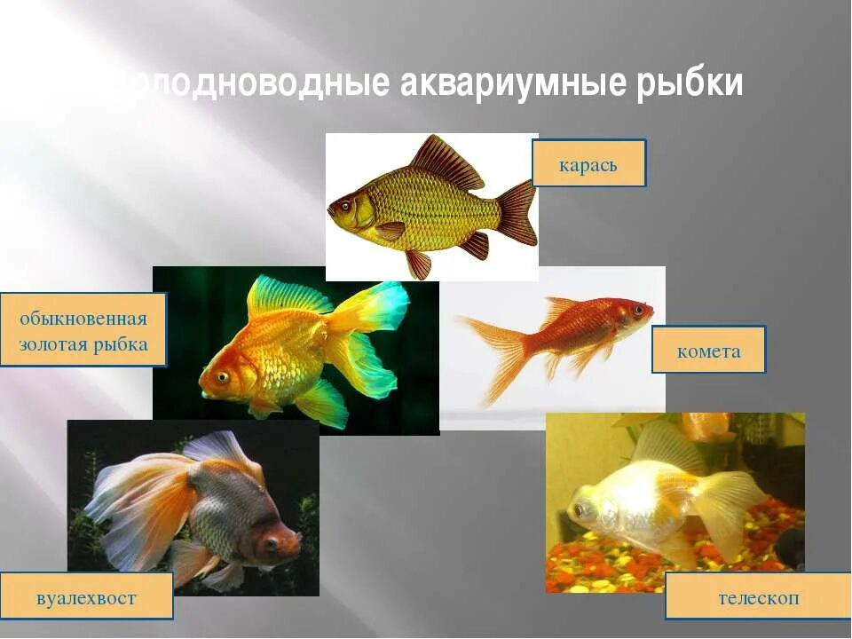 Карась Комета вуалехвост. Аквариумные рыбы презентация для дошкольников. Аквариумные рыбки проект. Рыбки для аквариума для презентации.